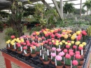 Cacti at Vigoro Nursery